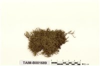 藏品(青苔屬)的圖片